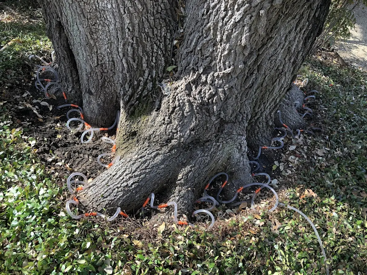 Detailed Tree Cabling and Bracing job site in Staten Island