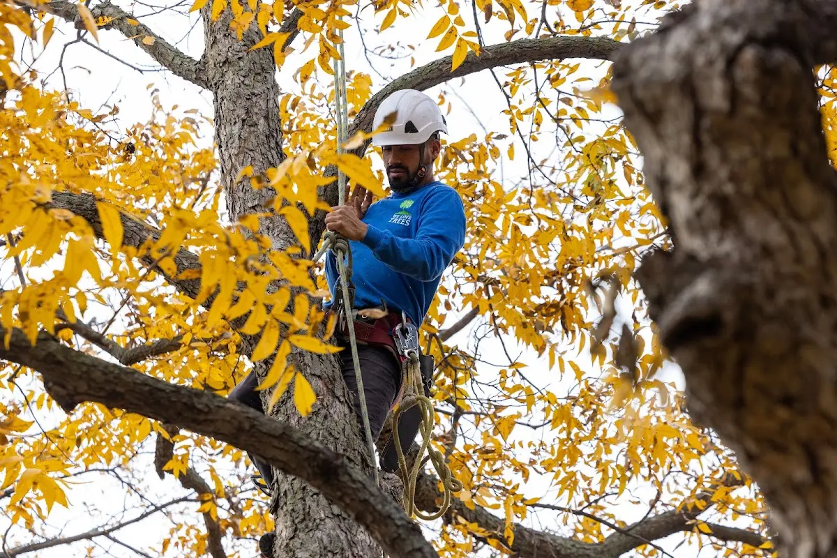 Skilled Tree Pruning crew working in Staten Island